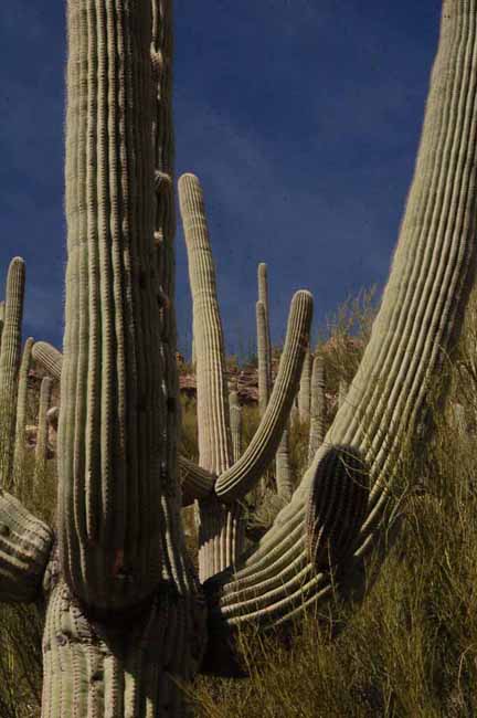 Saguaro Cactus